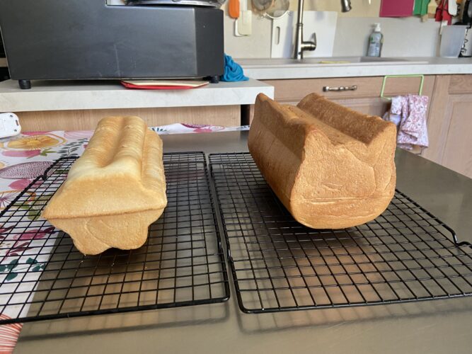 pane cassetta gatto fiore