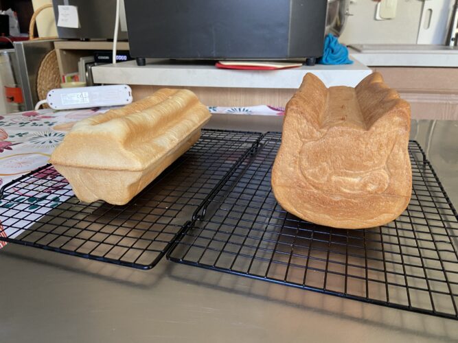 pane cassetta gatto fiore