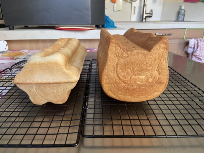 pane cassetta gatto fiore
