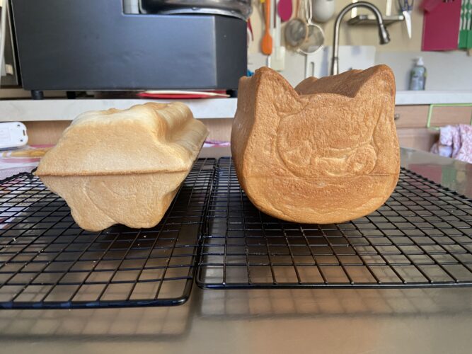 pane cassetta gatto fiore