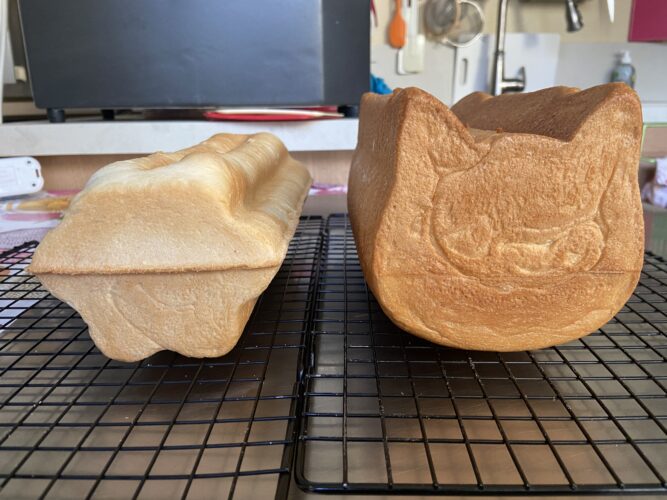pane cassetta gatto fiore