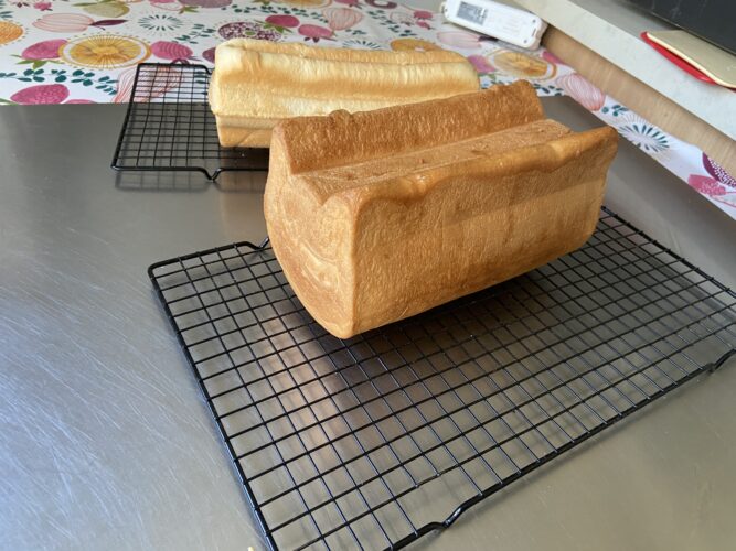 pane cassetta gatto fiore