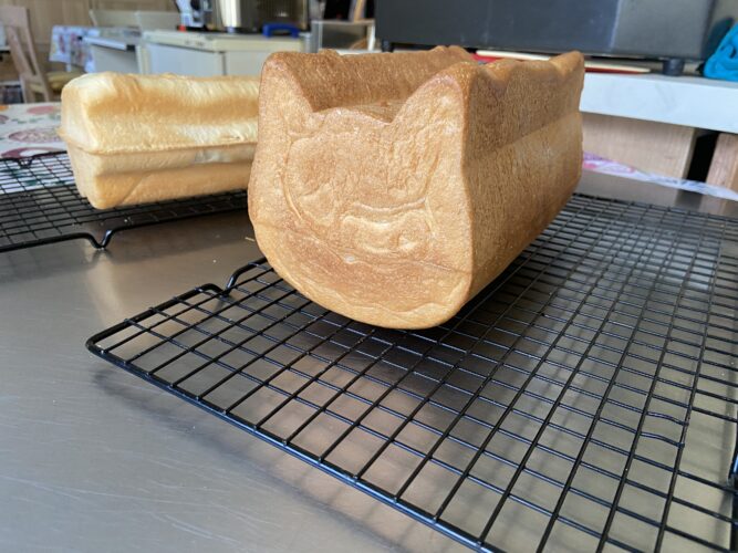 pane cassetta gatto fiore