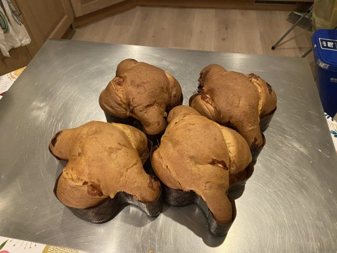 colomba fragola bianco