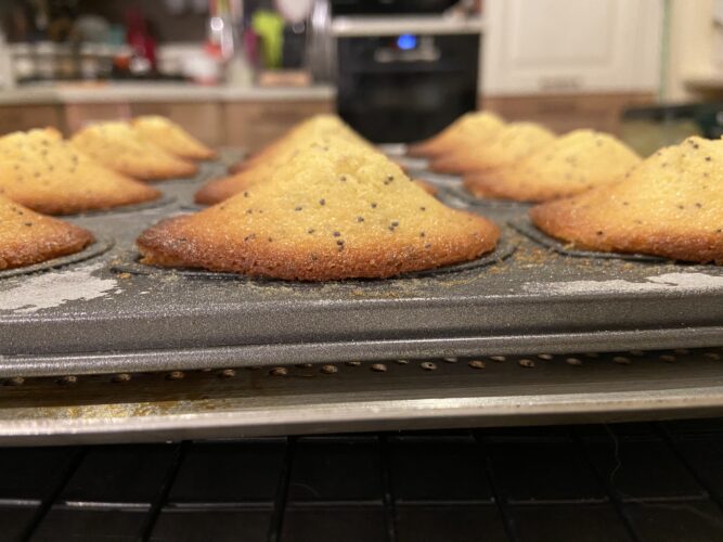 madeleine limone semi papavero