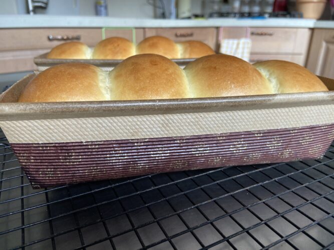 panbrioche salato pallotto